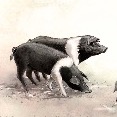 Gruppetto